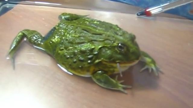Pyxicephalus Adspersus (африканская лягушка-бык /African Bullfrog )