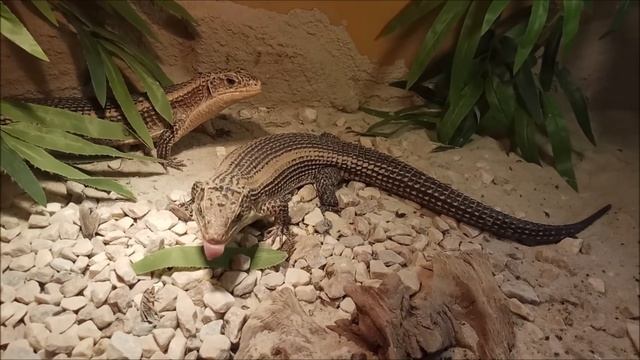 Tarczowiec czarnopręgi - oswajanie, (Gerrhosaurus nigrolineatus) feeding | Gadzi Bastion смотреть онлайн