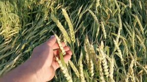 Работаем по пшенице: карбамид + магний + инсектицид.