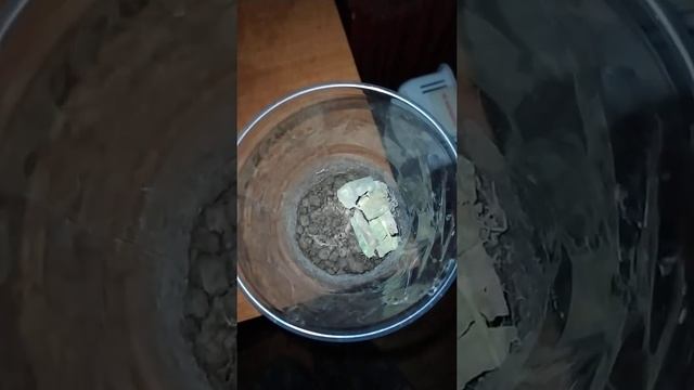 От гусеницы до бабочки. Винный бражник. (часть 3) смотреть онлайн
