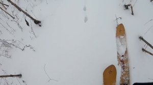 ОХОТА НА ЗАЙЦА-РУСАКА СО СПАНИЭЛЕМ!