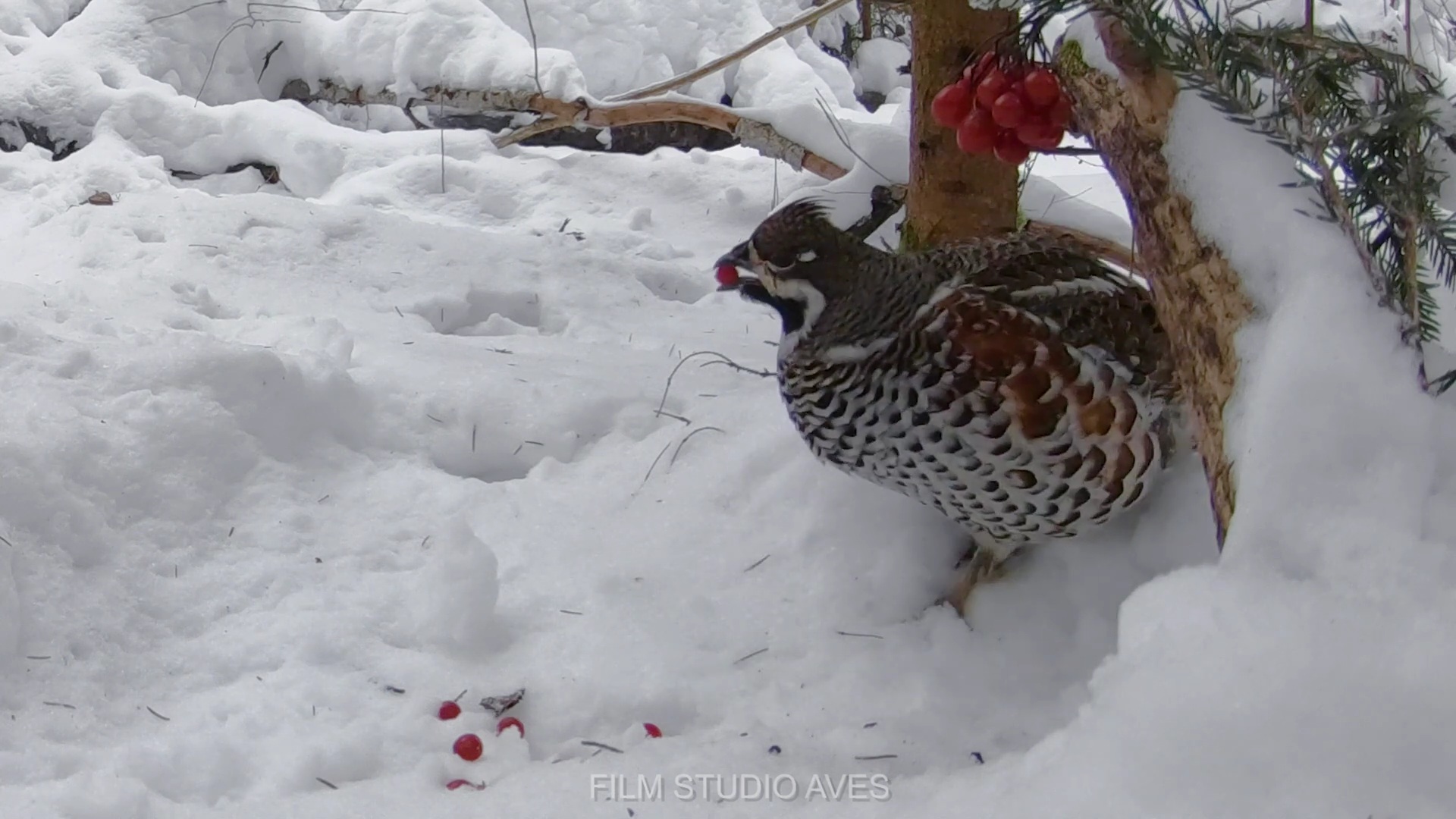 Рябчик с зимней калиной смотреть онлайн