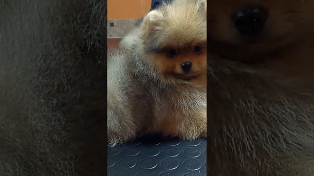 #шпицхаус #щенкишпицанапродажу смотреть онлайн