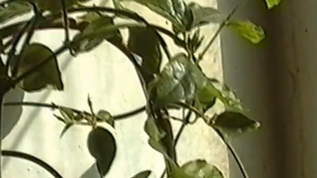 Самбак сорт "Красавица индии". Советы по уходу. смотреть онлайн