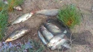 ловля карпа и амура на реке Сал в  ростовской области.место ловли по ссылке в описании