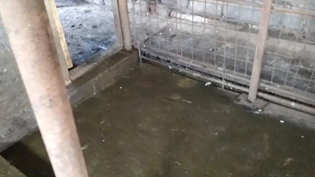 #Гуси чудят# смотреть онлайн