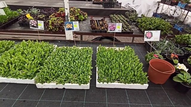 Открываем новый сезон. однолетние цветы, многолетние цветы, комнатные цветы и многое другое. смотреть онлайн