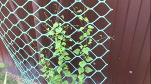 Выращивание азарины,  продолжение. #азарина #цветы #рассада #выращивание #сад #азариналазающая