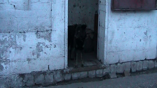 СОБАКА БЫВАЕТ КУСАЧЕЙ смотреть онлайн