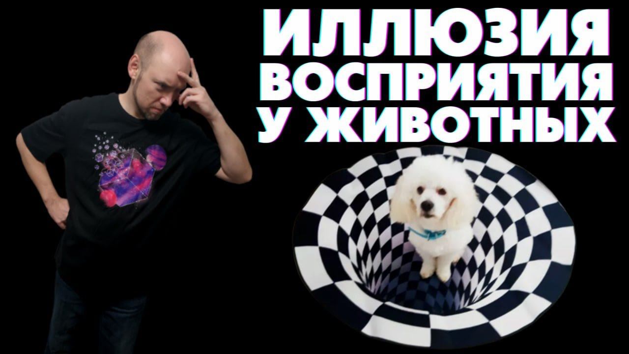 Объективный мониторинг иллюзий восприятия у животных. Душкин философствует смотреть онлайн