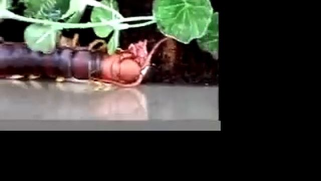 Giant centipede eating mouse. смотреть онлайн