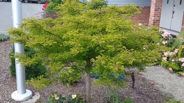 Dwarf Bald Cypress / Taxodium Distichum 'Secrest'