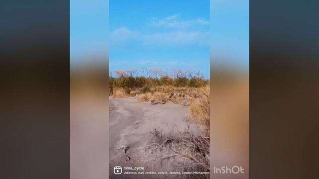 Словно в Африке: Бухарских оленей сняли на видео близ Туркестана смотреть онлайн