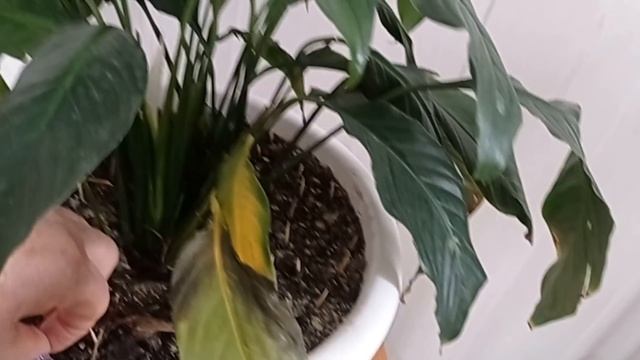 Наказали самого младшего .Что случилось с моими?... смотреть онлайн