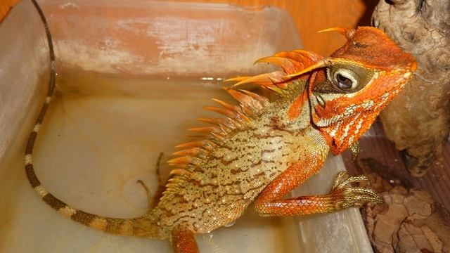 ТОП 5 НАСТОЯЩИХ ДРАКОНОВ для домашнего содержания смотреть онлайн