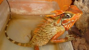 ТОП 5 НАСТОЯЩИХ ДРАКОНОВ для домашнего содержания