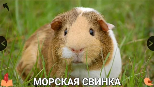 Знакомимся с животными -обучающее видео для детей с 2-х лет. смотреть онлайн