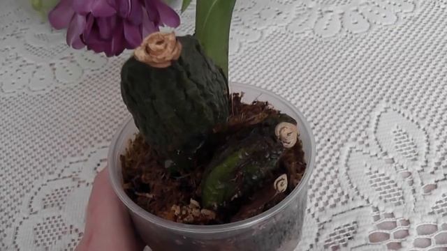 Как ухаживать зимой за орхидеей Ликаста. И подарок на 8 марта Tillandsia атмосферная