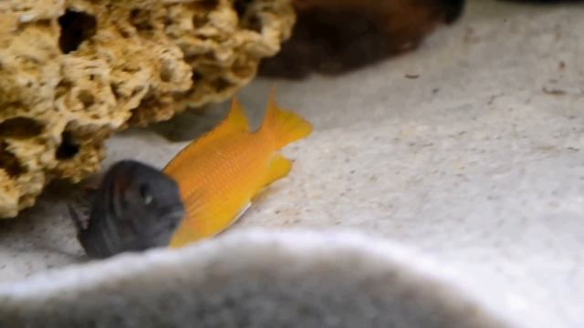 Нерест Tropheops spec. 'Chilumba orange'.avi смотреть онлайн