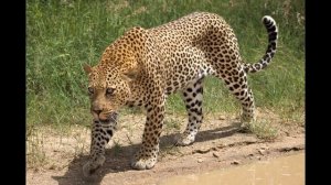 Животные Краснодарского края