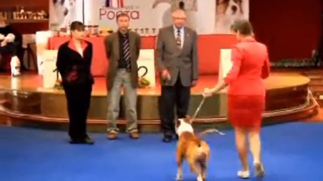 день амстаффа 2013 топ дог смотреть онлайн