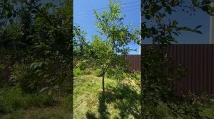 Вишня Владимирская. 13 июня 2022. Самарская область