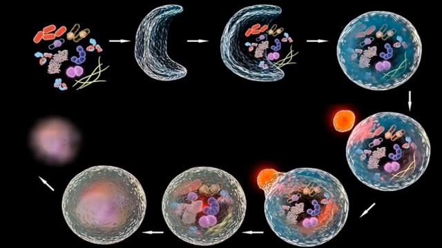 ГОЛОДАНИЕ и АУТОФАГИЯ. КЛЕТОЧНАЯ УБОРКА ОМОЛОДИТ ВАШЕ ТЕЛО.
