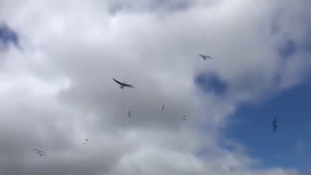 Процесс обеда птиц голобых Олуш, прям как в кино Дэвида Этэнбора смотреть онлайн