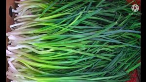 Как быстро и просто вырастить ЗЕЛЁНЫЙ ЛУК на подоконнике.