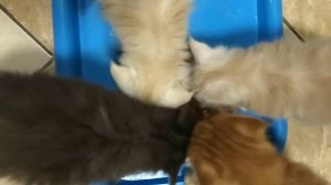 ЧЕМ КОРМИТЬ КОТЯТ МЕЙН-КУН ВОЗРАСТ 1 МЕСЯЦ