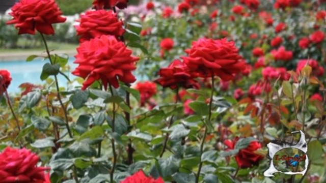 Red Canzian Ognuno ha il suo racconto смотреть онлайн