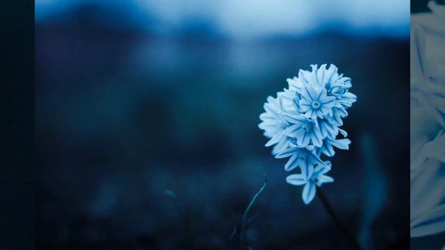 Blue Flowers смотреть онлайн