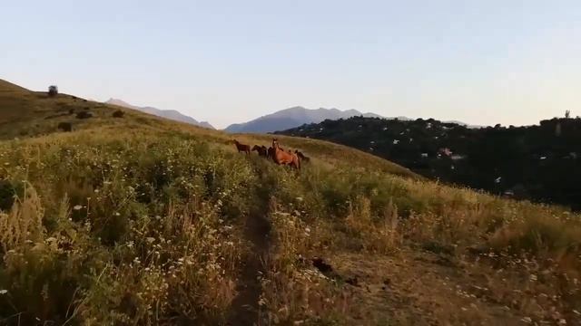 How does a herd of horses meet an electric unicycle? Caution horses! ;-) смотреть онлайн