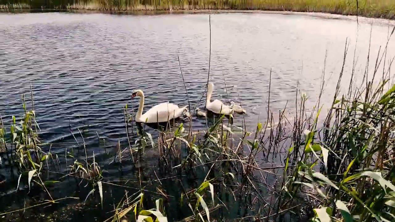 Лебеди. Неожиданная встреча. смотреть онлайн