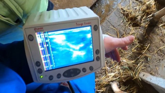 УЗД діагностика: фолікули, кіста жовтого тіла | Школа тваринника | Куркуль смотреть онлайн