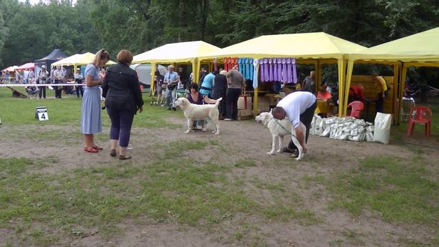 6 июля 2014 г. моно САО. Кобели класс беби смотреть онлайн