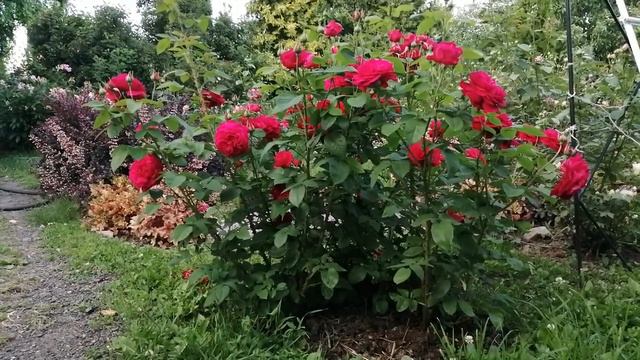 Обзор модной розы Л. Д. Брайтвайт смотреть онлайн