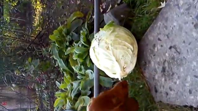 Все любят капусту смотреть онлайн