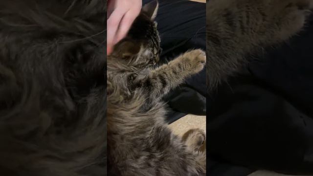 Кошка Фрея. Лесной приют смотреть онлайн