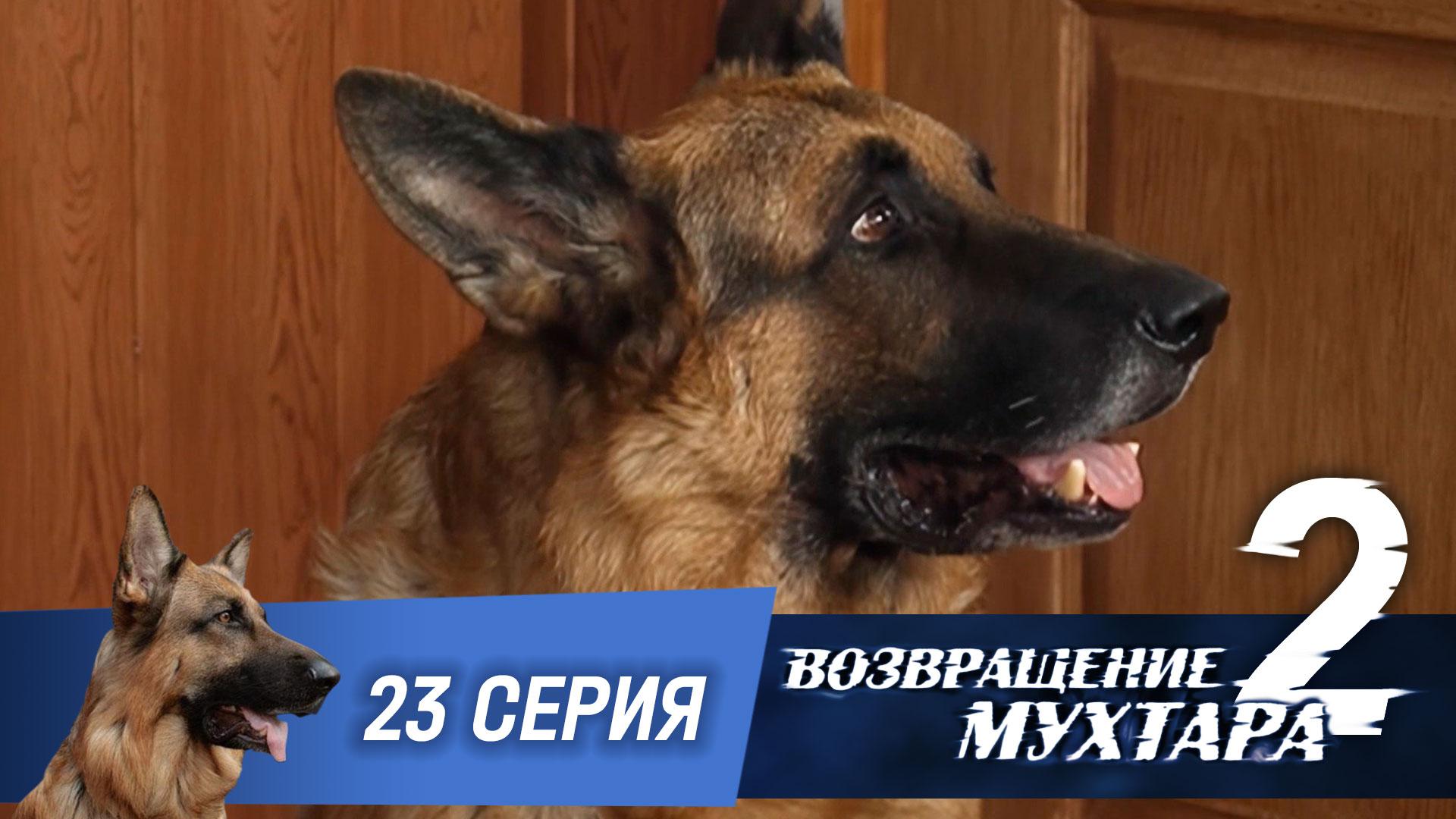 Возвращение Мухтара  2. 23 серия. Шеф большой, шеф маленький