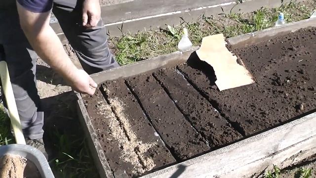 Сажаем морковь, чтобы потом не прореживать. смотреть онлайн