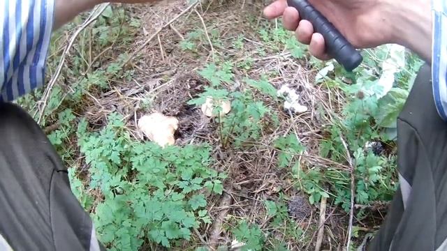 РЯДОВКА в сентябре.