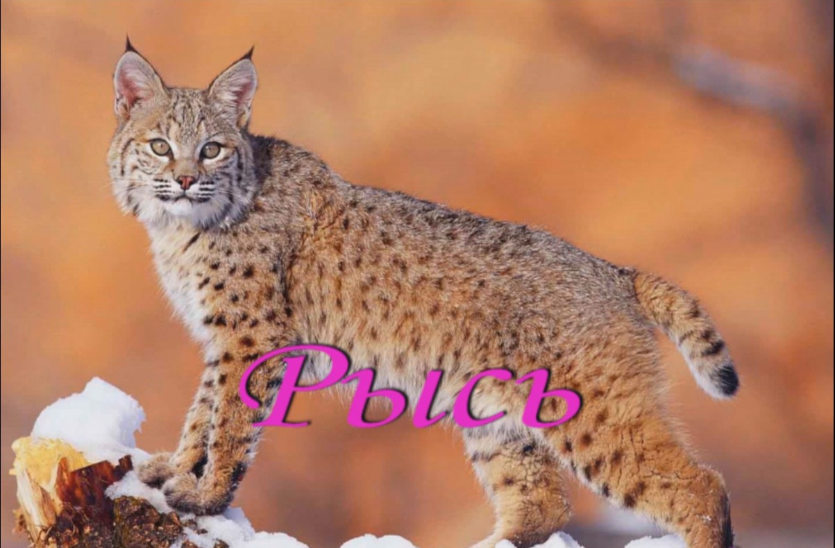 Рысь