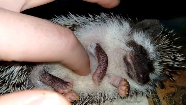 Гладить ежа! смотреть онлайн