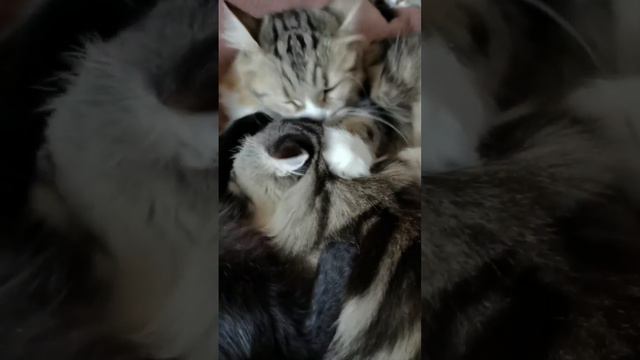Сибирский котенок Изюм зализывает душевные раны после "прогулки" в лесу :)) смотреть онлайн