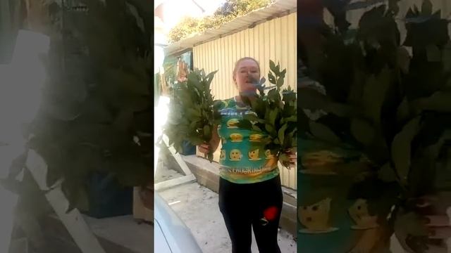 Полезные свойства лаврового листа смотреть онлайн