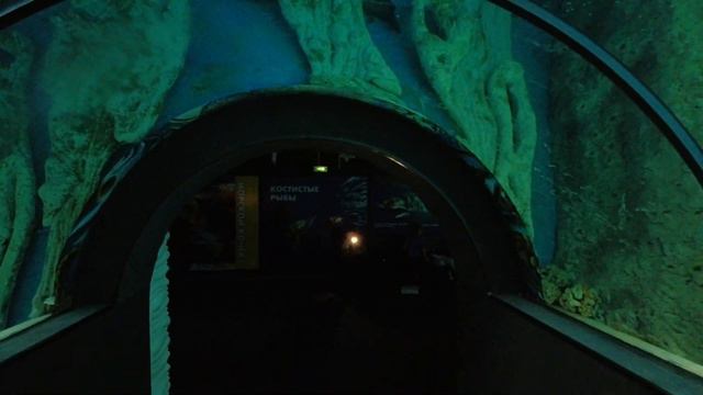 Волшебный мир Океанариума в Когалыме