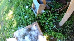 Кролики породы бабочка