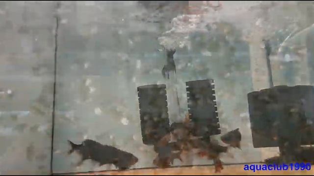 Барбус мутант в наших аквариумах смотреть онлайн