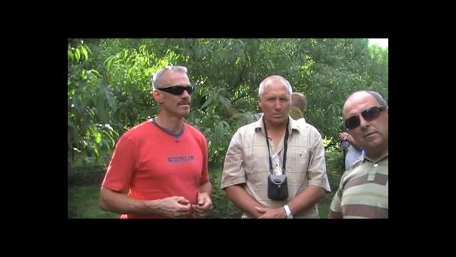 Літня обрізка черешні з молотком в Німеччині 21.08.08. Персик, абрикос. Механізація обрізки смотреть онлайн